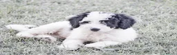 Perro de Agua Español perros en venta: Perro de agua , cachorros  - Anuncio 4