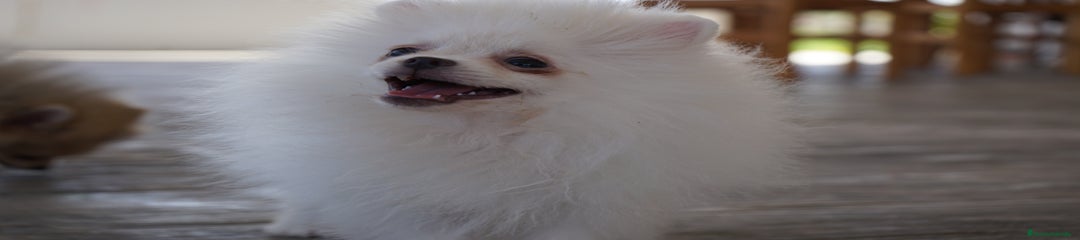 FROXTY