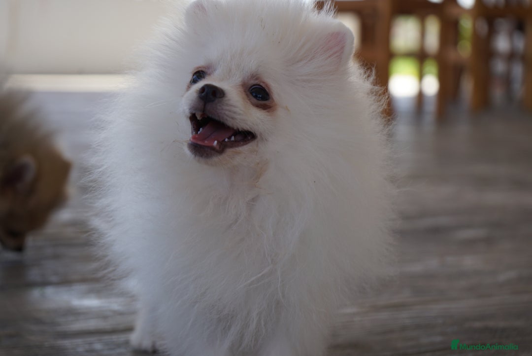 Pomerania perros en venta: 🐾 Strike y Froxty – Pomerania únicos 🐾 - Imagen 4