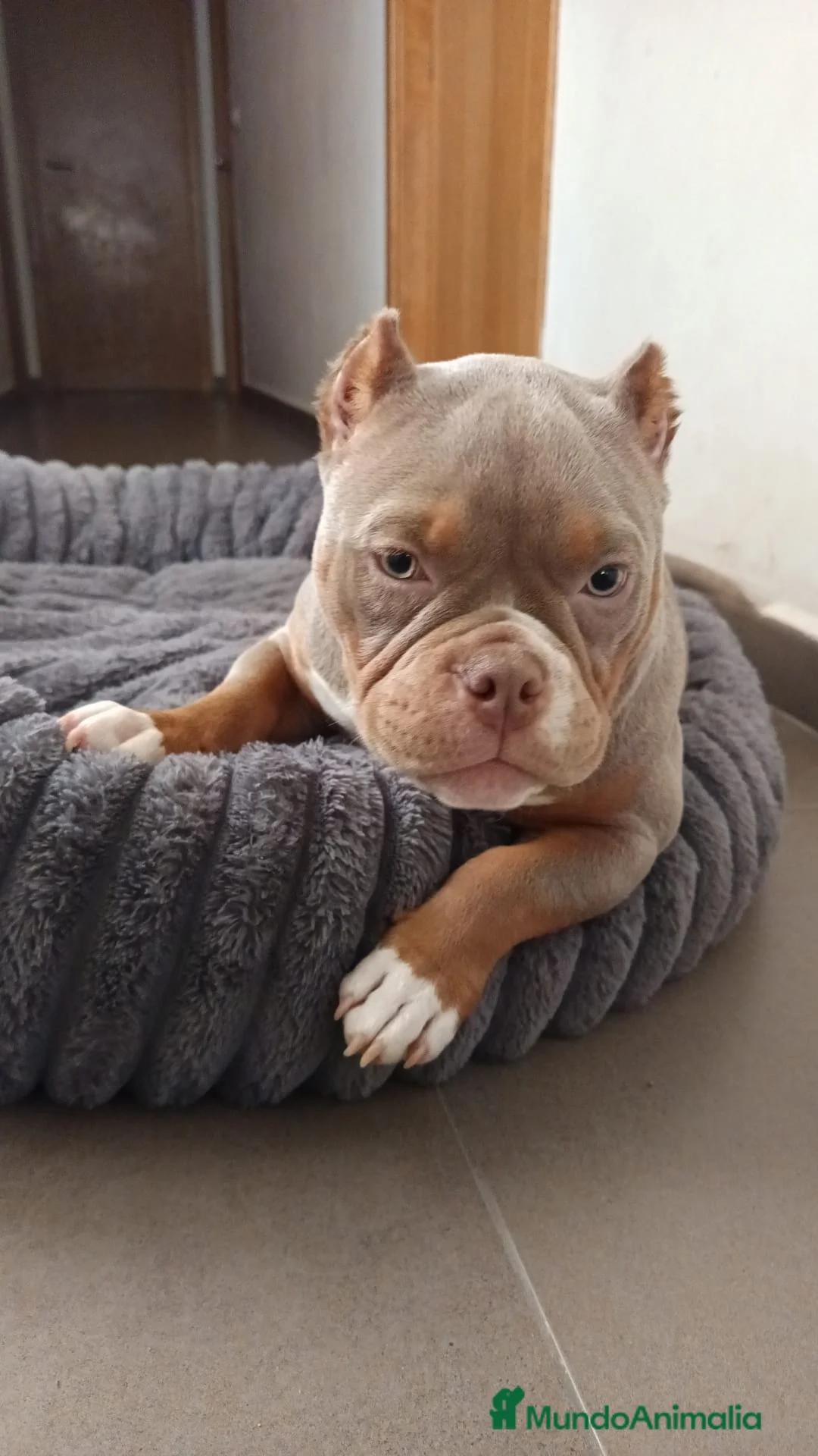 American Bully perros en venta: American bully  en Pontevedra - Anuncio 1