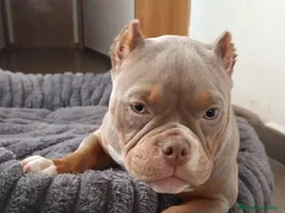 American Bully perros American bully - Anuncio 1