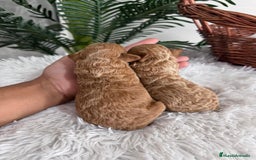 Caniche Toy perros en venta: CANICHE TOY - Imagen 14