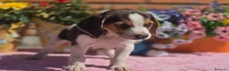 Beagle perros en venta: Disponibles beagle.. solo machos. Adopción  - Anuncio 6