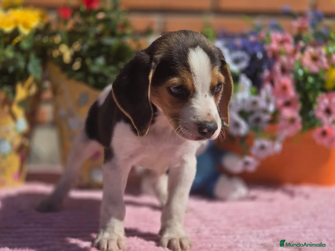Beagle perros en venta: Disponibles beagle.. solo machos. Adopción  - Anuncio 6