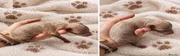 Caniche Toy perros en venta: Caniche Toy en Granada - Anuncio 2