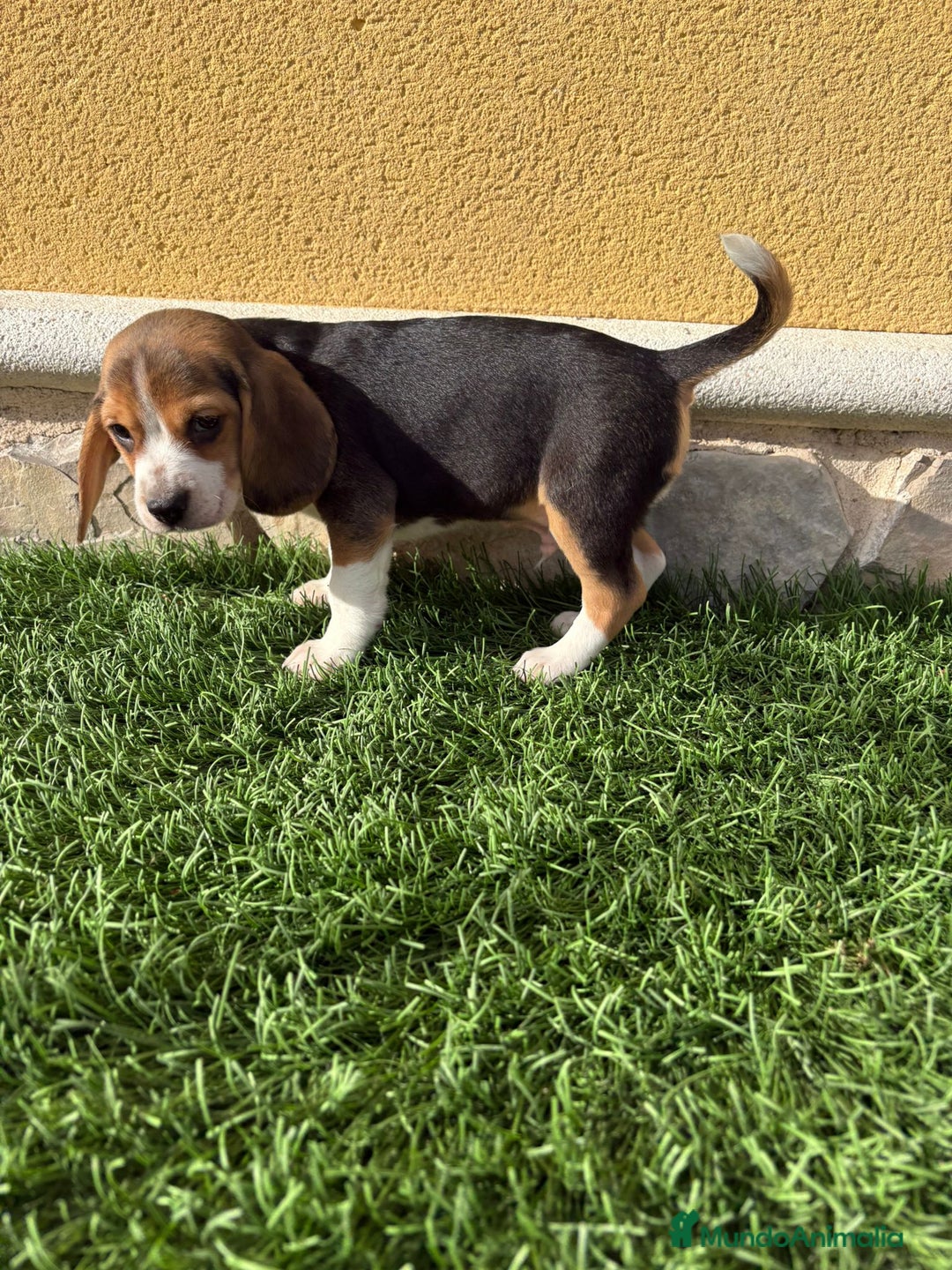 Beagle perros en venta: Preciosos cachorros de Beagle  - Anuncio 24