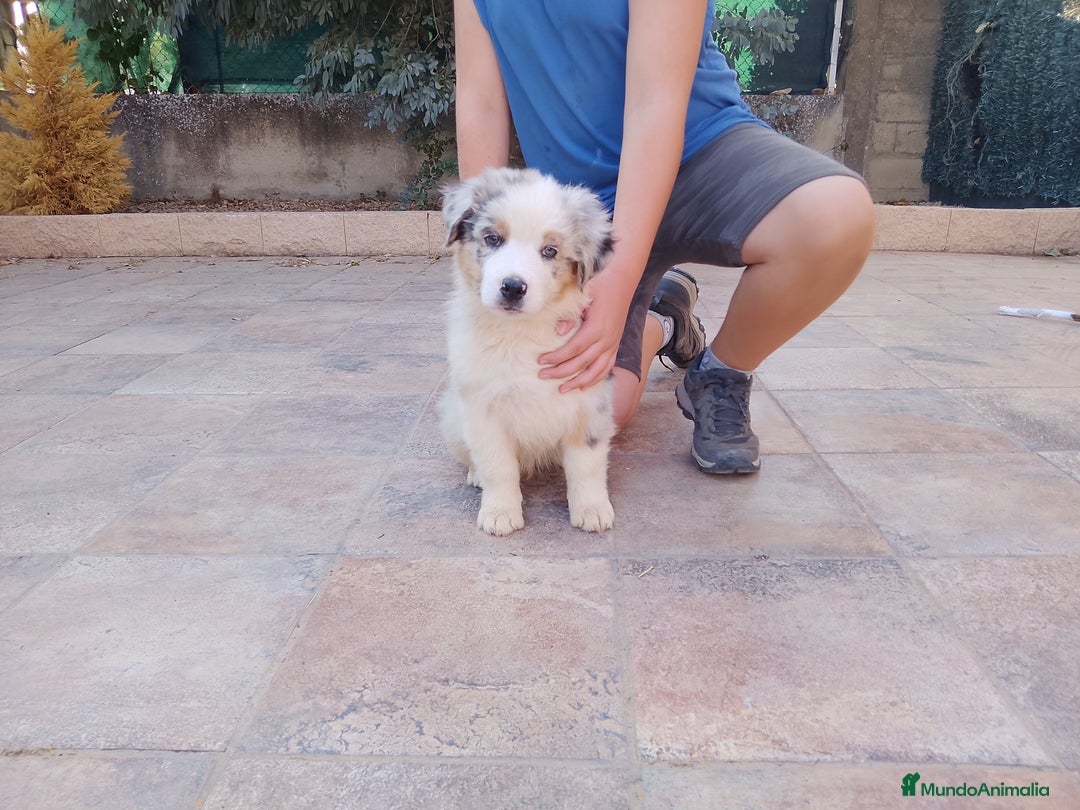 Pastor Australiano perros en venta: Camada de Pastor Australiano  - Imagen 2