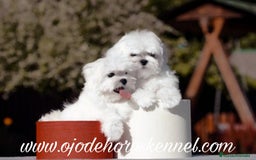 Bichón Maltés perros en venta: Bichón maltés coreano líneas asiáticas  - Imagen 1