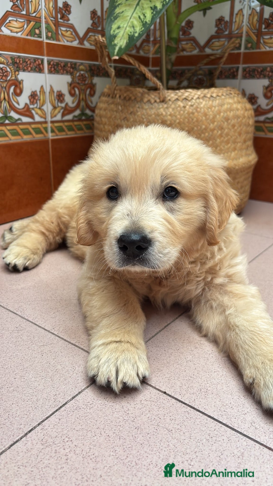 Golden Retriever perros Cachorros Golden Retriever Super Amorosos - Anuncio 3