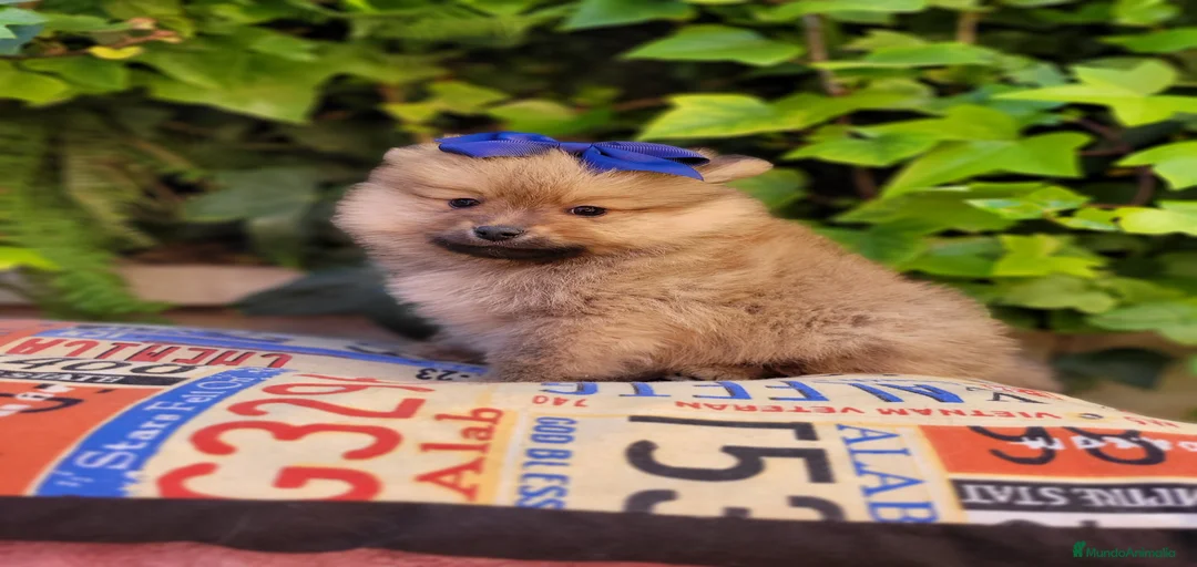 Imagen de galería {{count}}