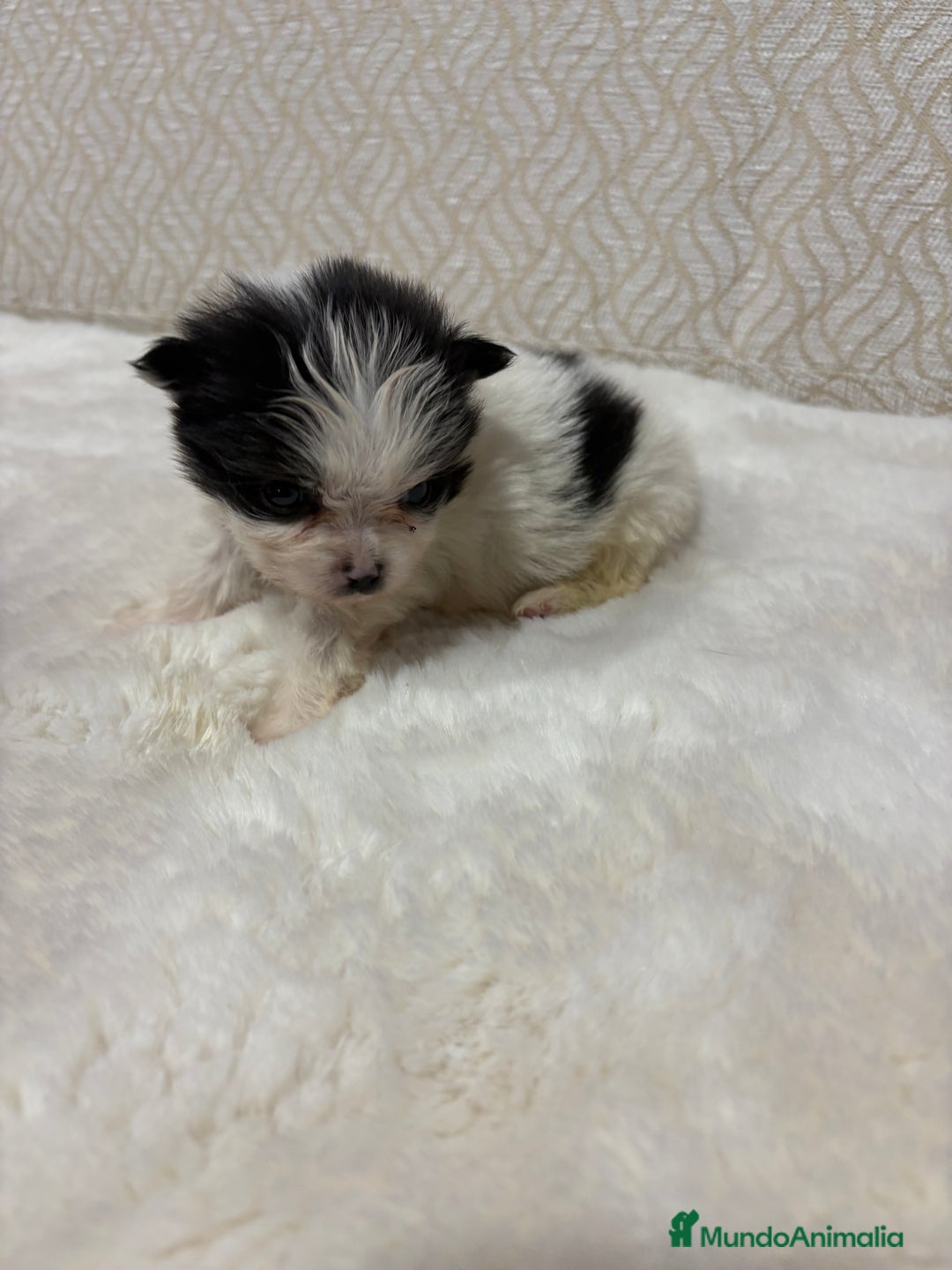 Pomerania perros en venta: Lulu Pomerania macho mini Toy color party - Anuncio 3