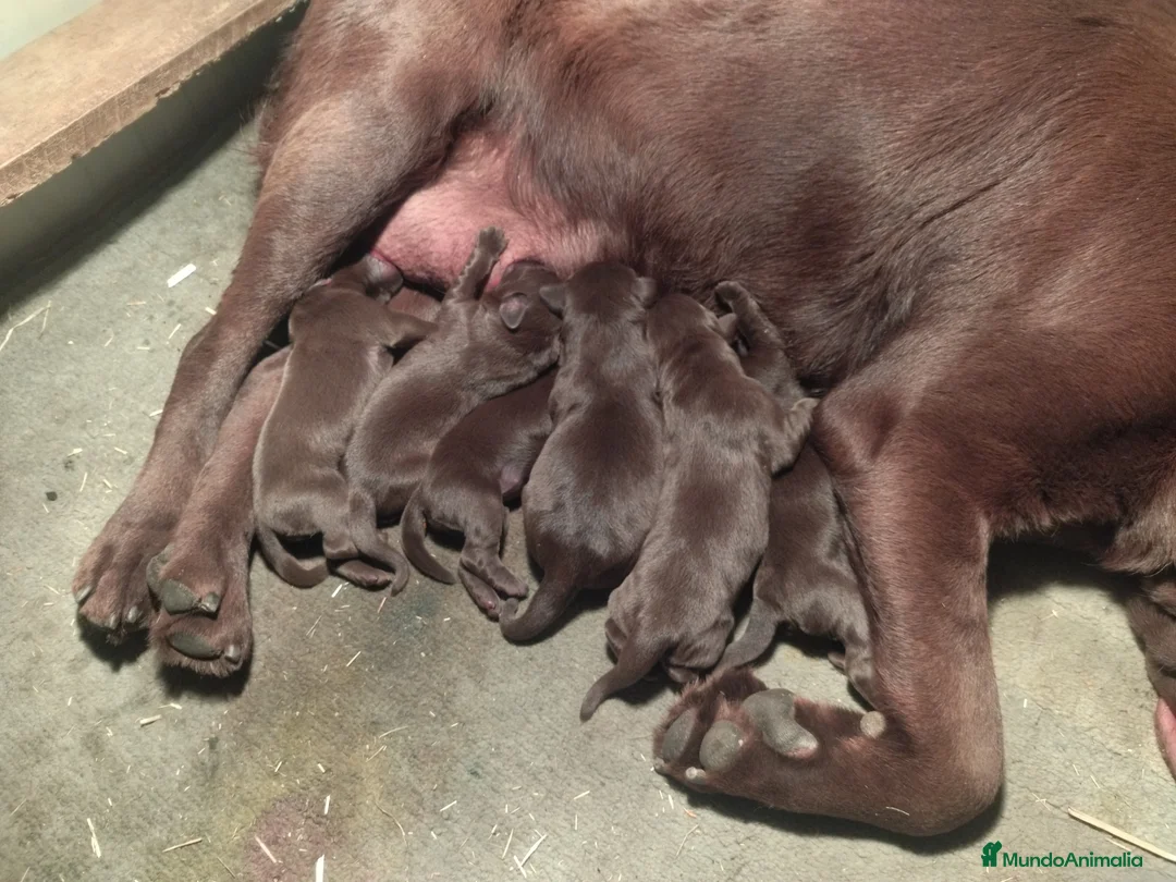 Labrador Retriever perros en venta: Labradores chocolate - Anuncio 3