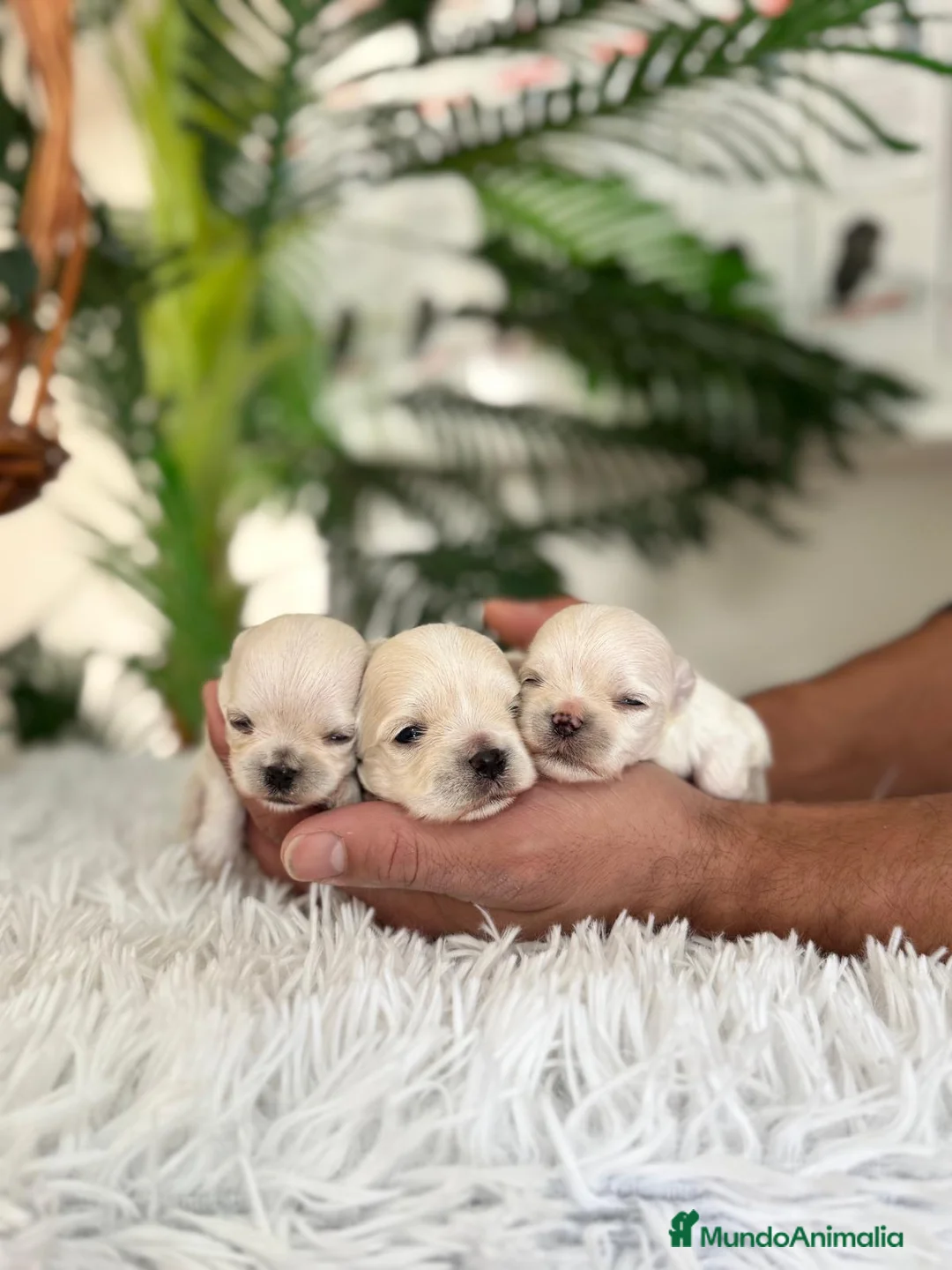 Bichón Maltés perros en venta: BICHÓN MALTÉS 100x100 COREANO - Anuncio 1