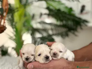 Bichón Maltés perros BICHÓN MALTÉS 100x100 COREANO - Anuncio 2