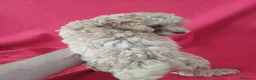 Caniche Enano perros en venta: Caniche Enano  - Anuncio 3