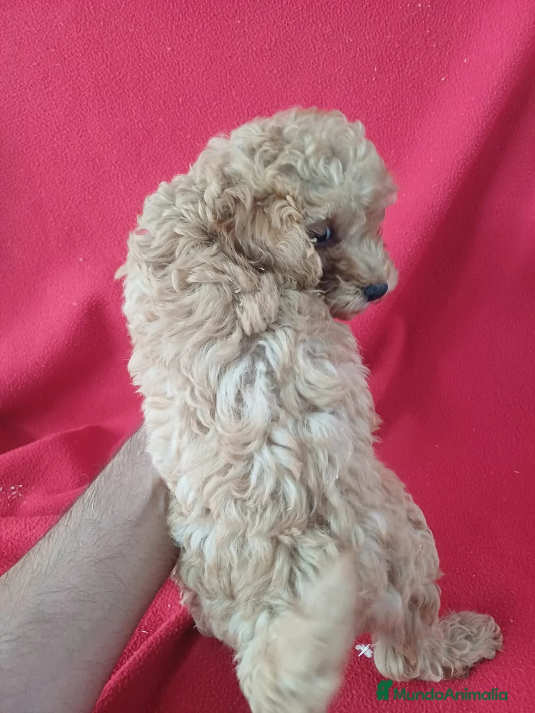 Caniche Enano perros en venta: Caniche Enano  - Anuncio 3