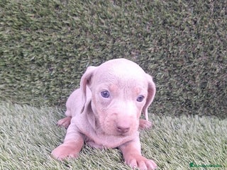 Teckel Miniatura perros - Anuncio 13