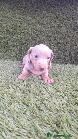 Teckel Miniatura perros Teckels Mini Isabello - Anuncio 12