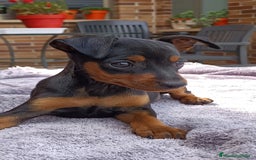 Pinscher Miniatura perros en venta: Pinscher Miniatura  - Imagen 7