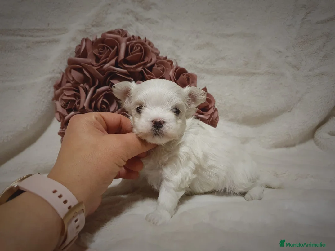 Bichón Maltés perros en venta: Preciosa hembrita de bichón maltes toy. - Anuncio 4