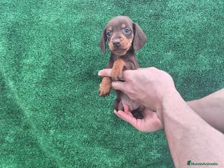 Teckel Miniatura perros TECKEL MINIATURA CHOCOLATE - Anuncio 23