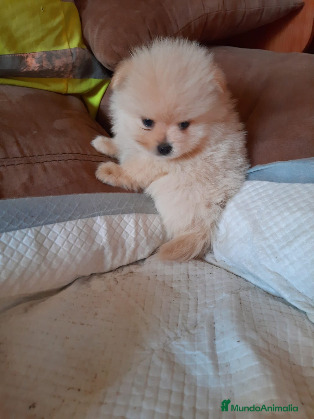 Pomerania perros en venta: Pomerania  - Anuncio 6