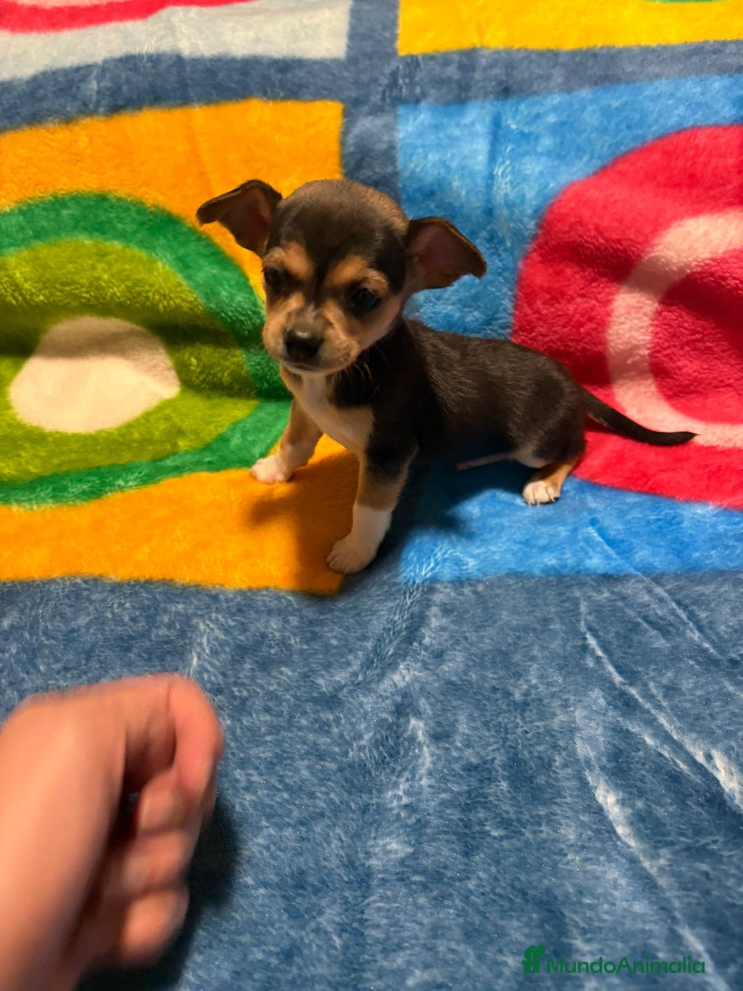 Pinscher Miniatura perros en venta: Pinscher miniatura tricolor - Anuncio 3