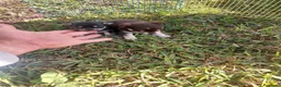 Chihuahua perros en venta: PRECIOSOS CHIHUAHUA RUSO Y ASIÁTICO - Anuncio 4