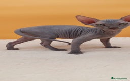 Sphynx gatos en venta: Preciosa hembrita gris - Imagen 4