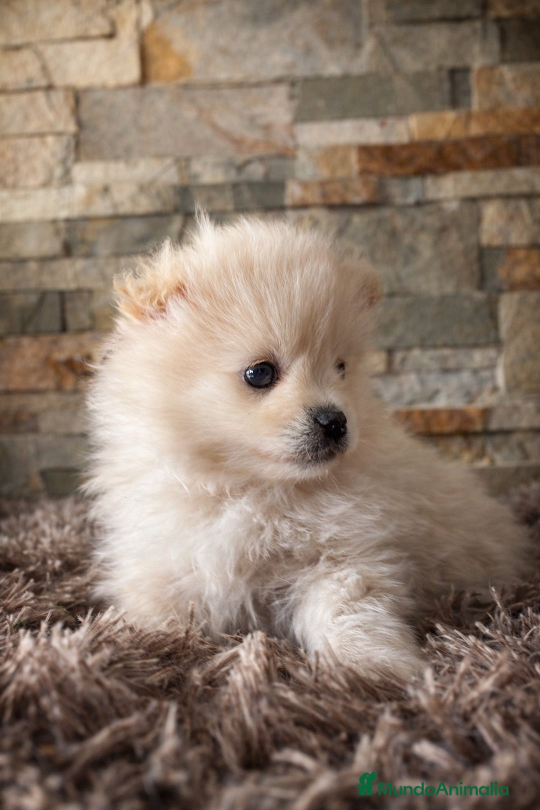 Pomerania perros en venta: Pomerania  - Anuncio 1