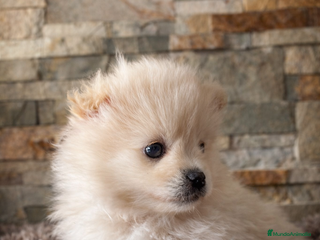 Pomerania perros Pomerania - Anuncio 3