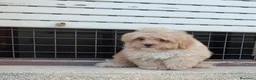 Maltipoo perros en venta: Maltipoo - Anuncio 4