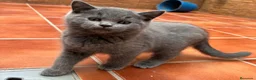 Británico de Pelo Corto Azul gatos en venta: Venta de British blue - Anuncio 1