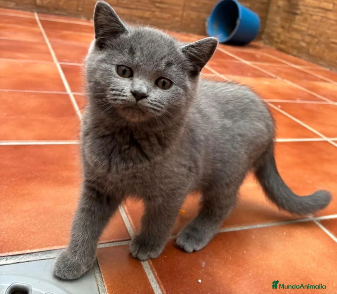 Británico de Pelo Corto Azul gatos en venta: Venta de British blue - Anuncio 1