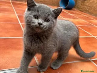 Británico de Pelo Corto Azul gatos Venta de British blue - Anuncio 6