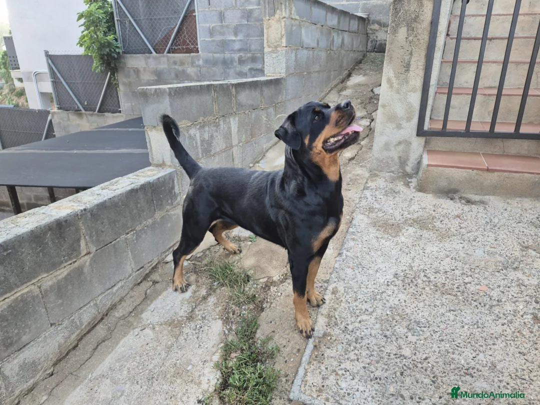 Rottweiler perros en venta: Rottweiler  - Anuncio 9