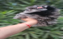 Pomerania perros en venta: Espectacular pomerania merle  - Imagen 4