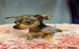 Ratón de Praga perros en venta: Ratón de Praga Merle hembra - Imagen 2