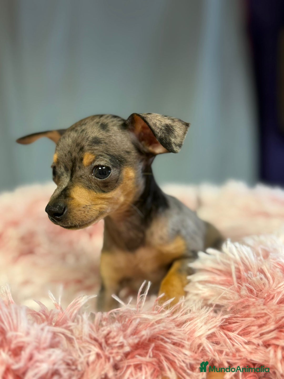Ratón de Praga perros en venta: Ratón de Praga Merle hembra - Imagen 2