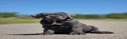 Cane Corso perros en venta: Cachorro de Cane Corso - Anuncio 4