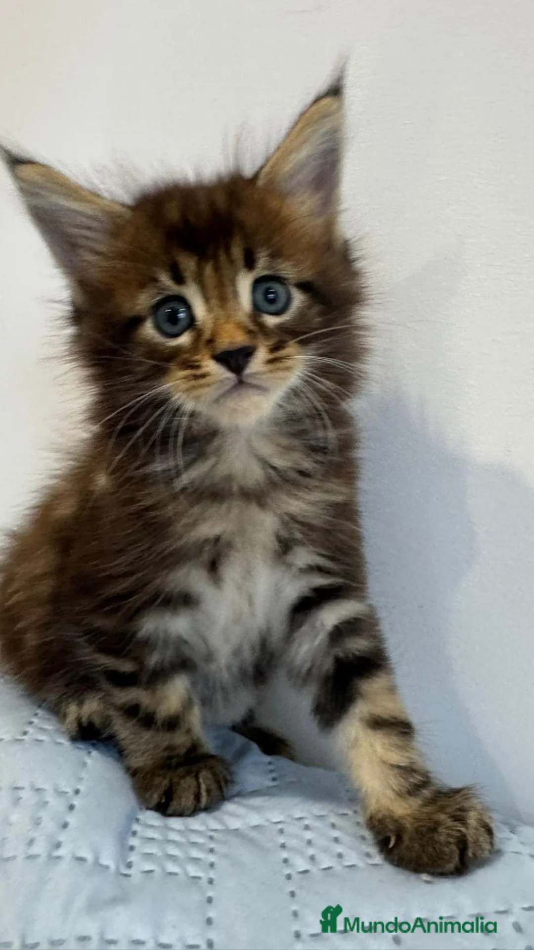 Maine Coon gatos en venta: Machos de maine coon - Anuncio 1
