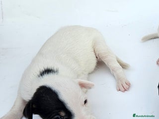 Ratonero Bodeguero Andaluz perros Bodegueros andaluces - Anuncio 32