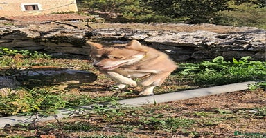 Husky Siberiano perros - Anuncio 2