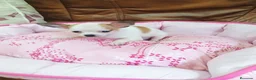 Chihuahua perros en venta: CHIHUAHUA TOY  - Anuncio 4