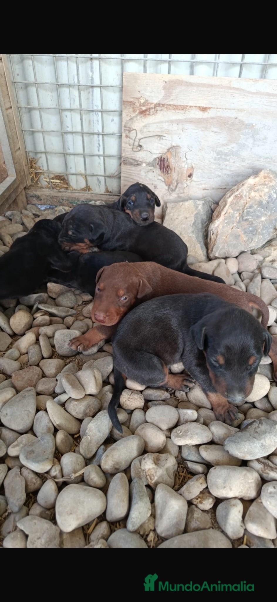 Dobermann perros Doberman disponibles 🐶🐾 - Anuncio 1