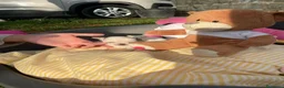 Chihuahua perros en venta: PRECIOSOS CHIHUAHUA RUSO Y ASIÁTICO  - Anuncio 22