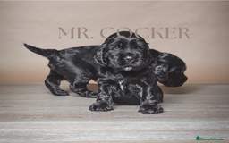 Cocker Spaniel Inglés perros en venta: Cocker Spaniel Ingés, cachorros - Anuncio 8
