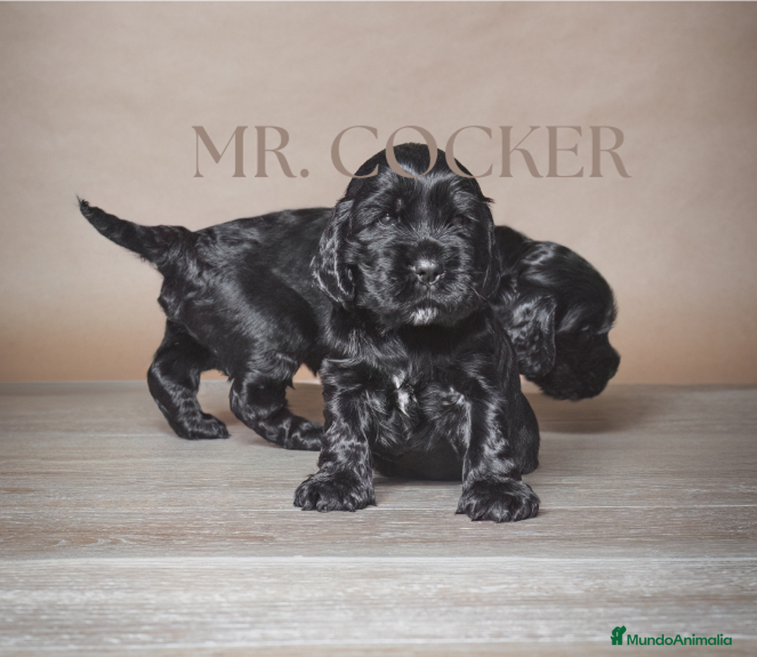 Cocker Spaniel Inglés perros en venta: Cocker Spaniel Ingés, cachorros - Anuncio 8