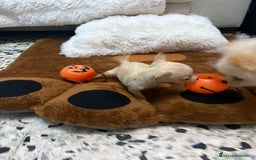 Ratón de Praga perros en venta: Ratón de praga  - Imagen 11