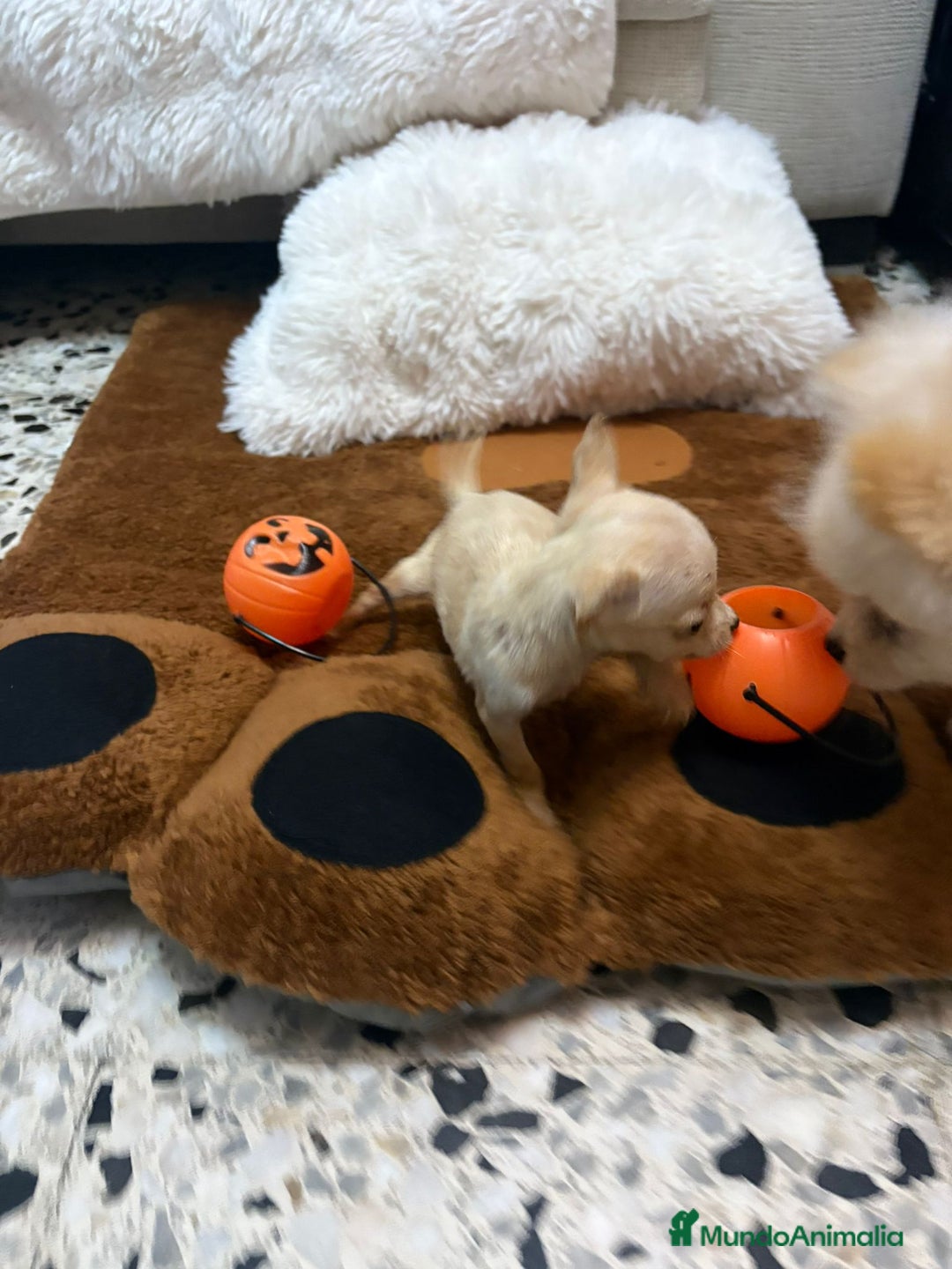 Ratón de Praga perros en venta: Ratón de praga  - Imagen 11